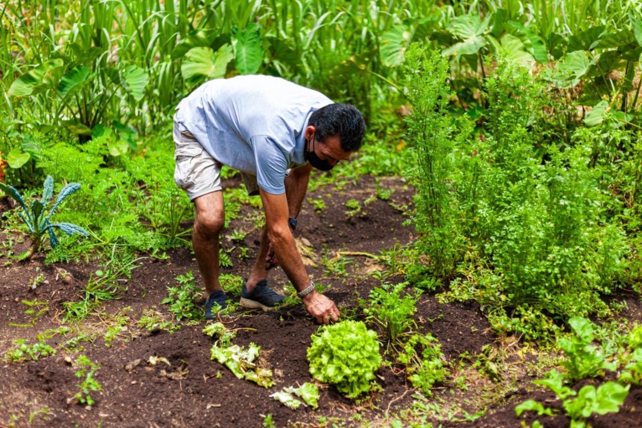 勒罗生态可持续农场山林小屋 Monteverde 外观 照片
