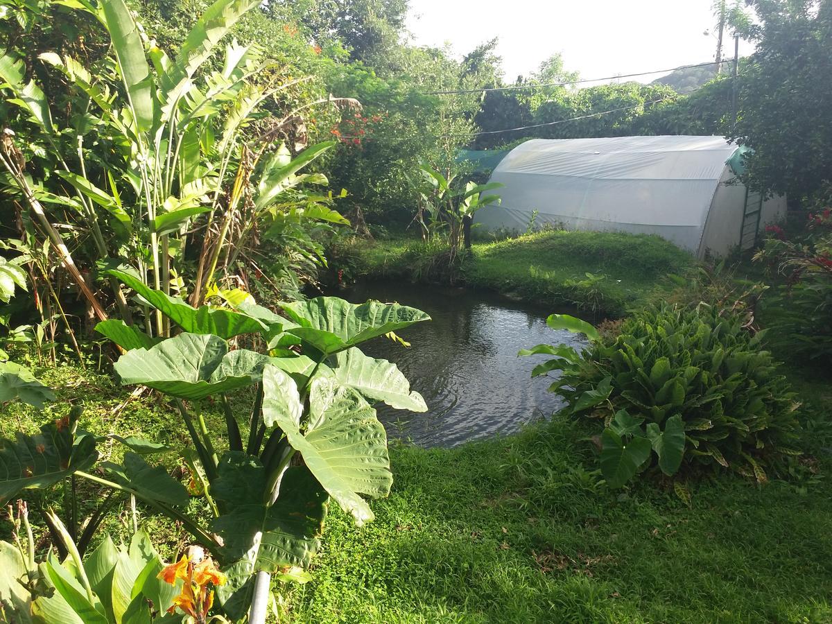 勒罗生态可持续农场山林小屋 Monteverde 外观 照片